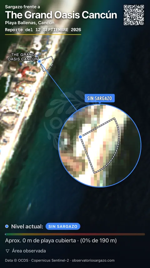 Estado del sargazo en The Grand Oasis Cancún, Cancún (playa Playa Ballenas) — sin sargazo, 12 de septiembre de 2026